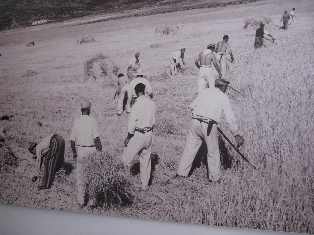 Carcerati al lavoro all'Asinara