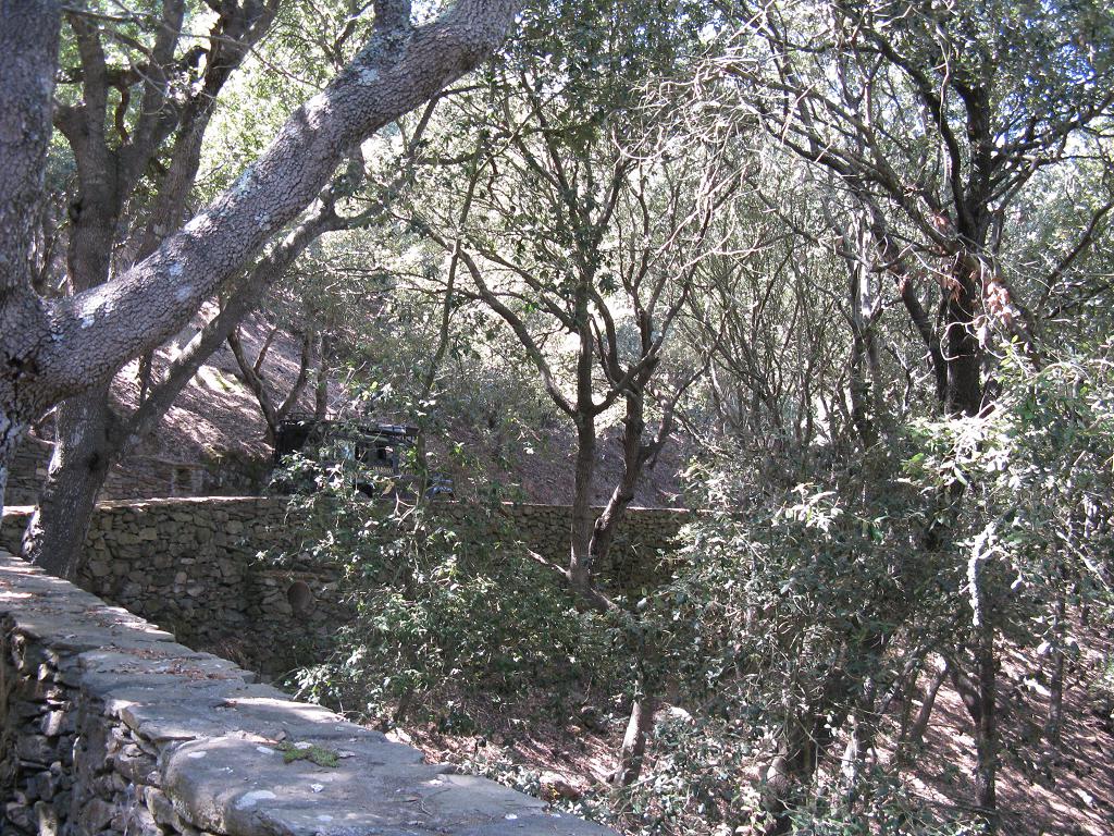 Il bosco di Elighe Mannu